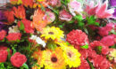 Flower Background Bundle