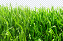 grass_png1
