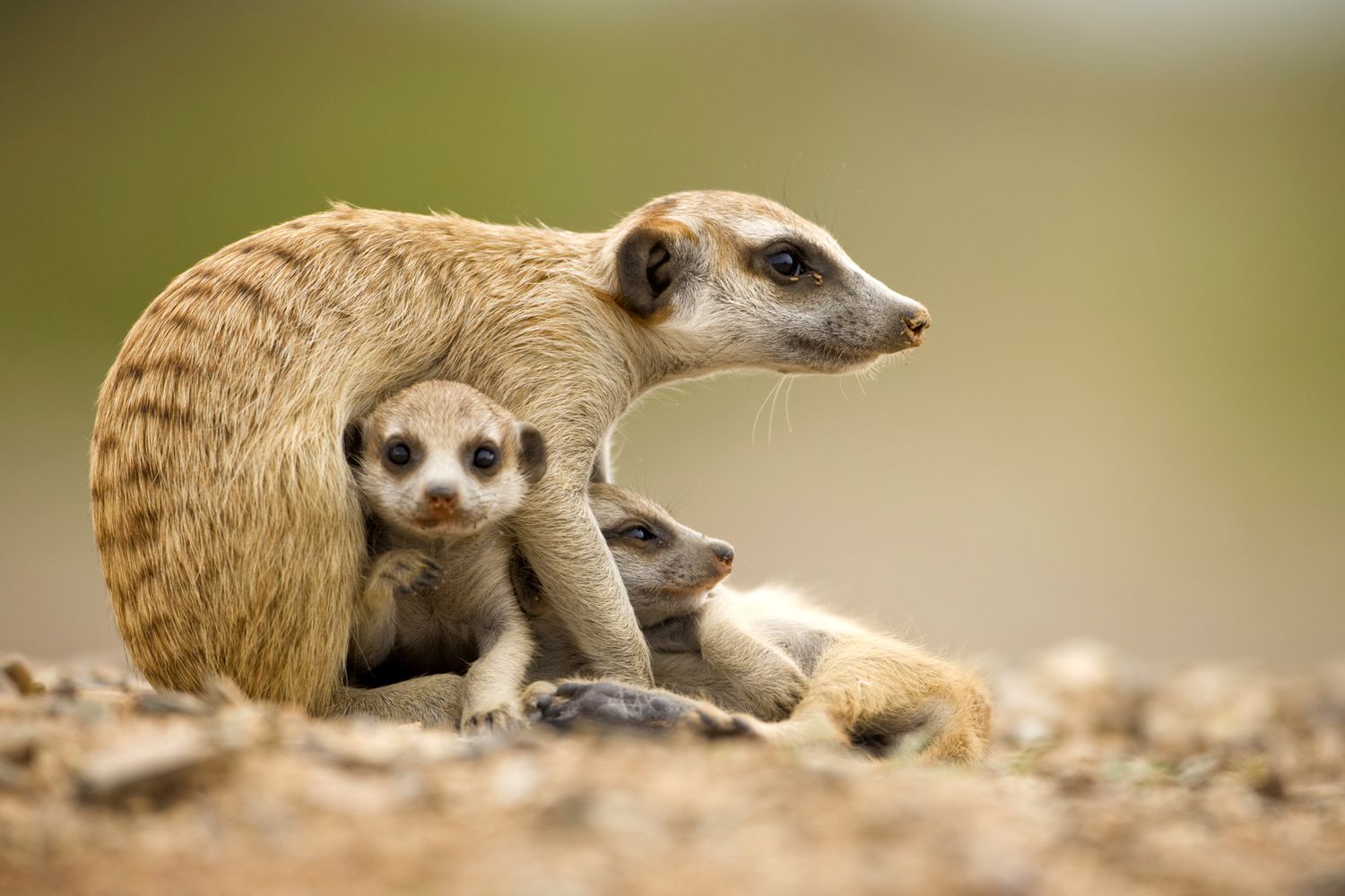 Animals and Wildlife